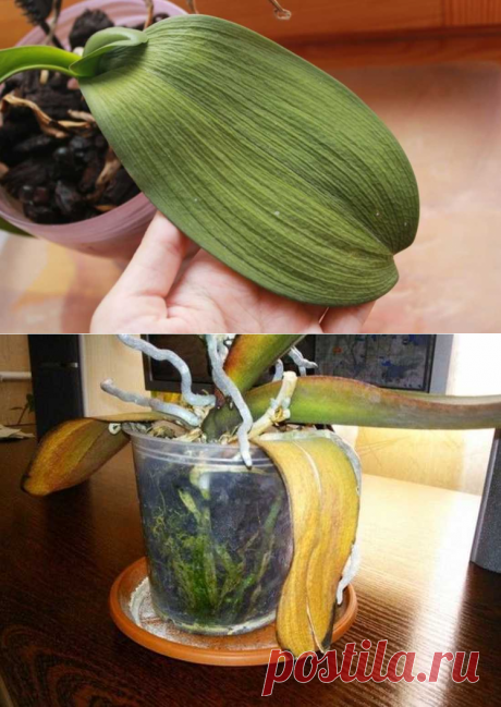 Почему у орхидеи вянут листья? Спасаем любимое растение