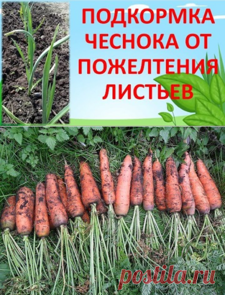 Сад и огород | Фотографии и советы опытных дачников на Постиле