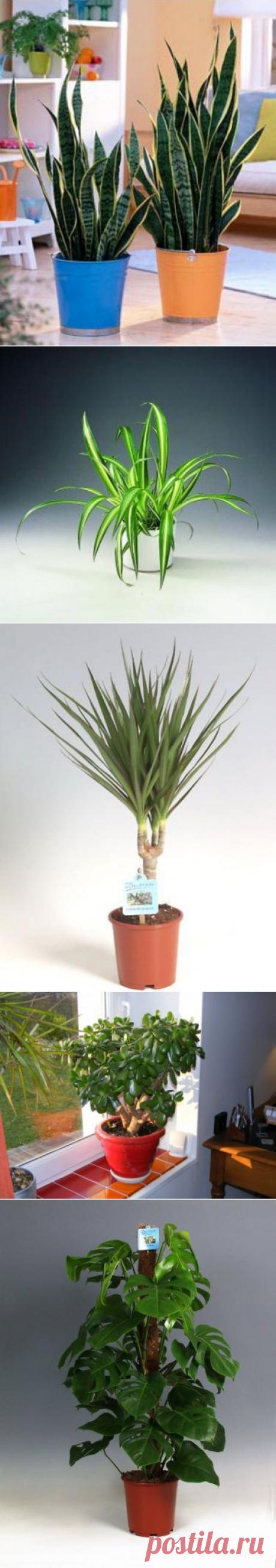 ТОП-10 комнатных растений которые готовы жить в спартанских условиях