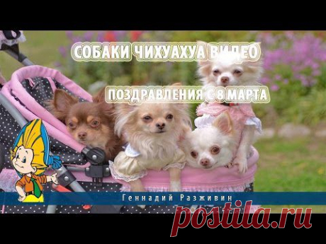 Собаки чихуахуа видео.Собаки чихуахуа видео - YouTube