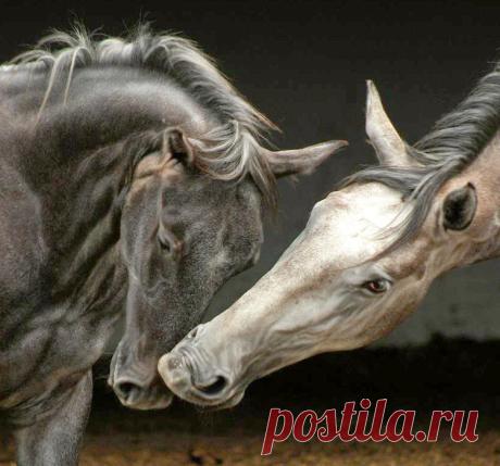 Конно спортивный проект, Конная фотогалерея