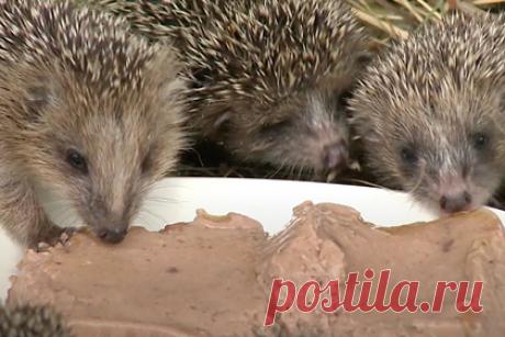 Жители Владивостока спасли и передали в зоопарк десятерых ежат. Жители Владивостока принесли в городской зоопарк «Садгород» сразу десятерых ежат, оставшихся без матери. Об этом сообщил телеканал ОТВ. Ежат назвали Шустрик, Пятнышко, Крепыш, Темная иголочка и другими именами. У них уже открылись глазки и начинают прорезаться зубы. Пока что их кормят паштетом.