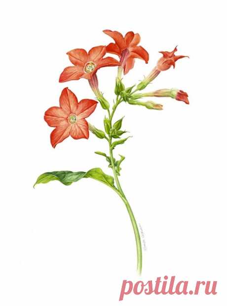 印度尼西亚插画师Eunike Nugroho水彩植物插…－堆糖，美好生活研究所