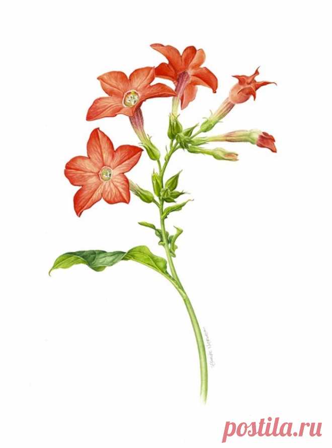 印度尼西亚插画师Eunike Nugroho水彩植物插…－堆糖，美好生活研究所