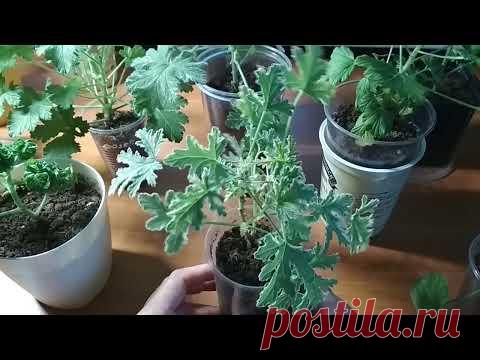 Как Жаль, Что Эти Цветы Мало Кто Выращивает. Первенец в Моей Новой Ароматной Коллекции. №1