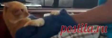 Новости по тэгу 'мститель' - Первый по срочным новостям — LIFE | NEWS