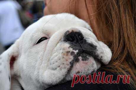 Pups — Cute Overload