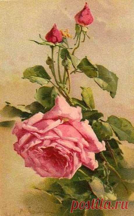 (723) Catherine Klein ~ pink rose | paintings