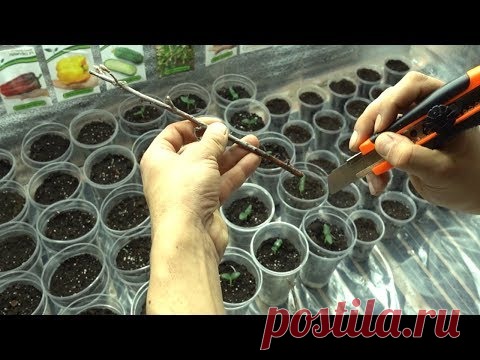 КАК УКОРЕНИТЬ СМОРОДИНУ 100% ПРОСТОЙ СПОСОБ