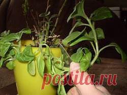 Весеннее черенкование петунии.