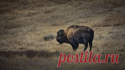 В якутский заказник привезли 12 датских степных бизонов. В заказник «Плейстоценовый парк» на северо-востоке Якутии привезли 12 датских степных бизонов. Читать далее