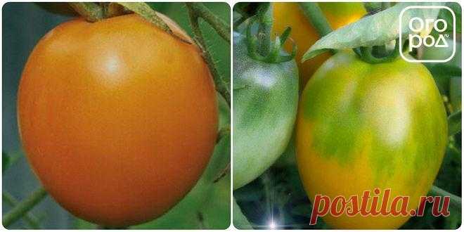 Низкорослые томаты – самые урожайные сорта