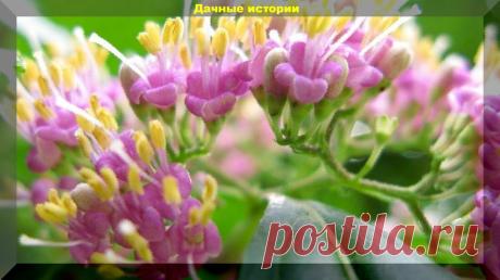 Красивоплодник - декоративный куст с красивым названием