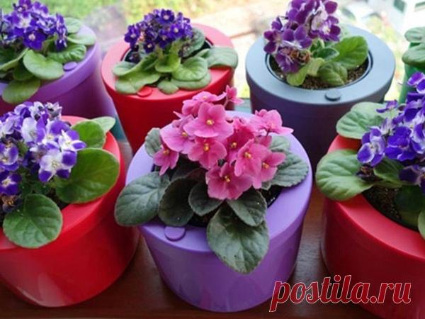 Как правильно поливать фиалки

Итак, поливать фиалки нужно равномерно и уверенно. Придерживайтесь правила: «лучше не долить, чем перелить». Для того, что бы фиалки хорошо себя чувствовали это важное правило. Если грунт еще влажный, то поливать, пока не стоит. Через какой промежуток времени поливать фиалки зависит от многих факторов: от грунта, от климата в квартире и от самого растения.

И если грунт, в котором сидит фиалка, сохнет долго, это значит, что у растения что- то...