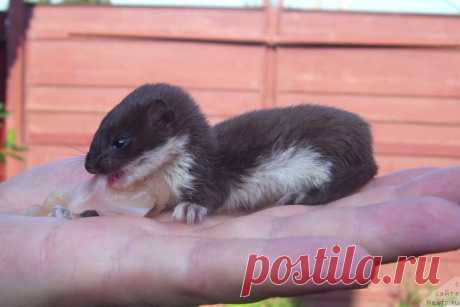 На пустыре мужчина нашёл маленький комочек шерсти… Он даже не догадывался, кого он спас!