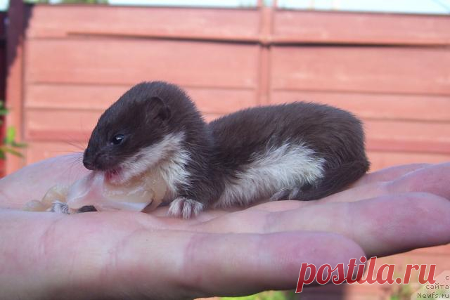 На пустыре мужчина нашёл маленький комочек шерсти… Он даже не догадывался, кого он спас!