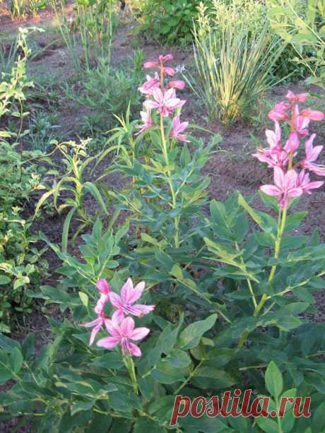 Неопалимая купина, или ясенец. довольно редкий цветок в наших краях.3 года я ждала , когда же он наконец- то зацветет. Цветочная кисть пока небольшая. выращен из семян, агротехника затруднена. Июль 2015 Харьков
