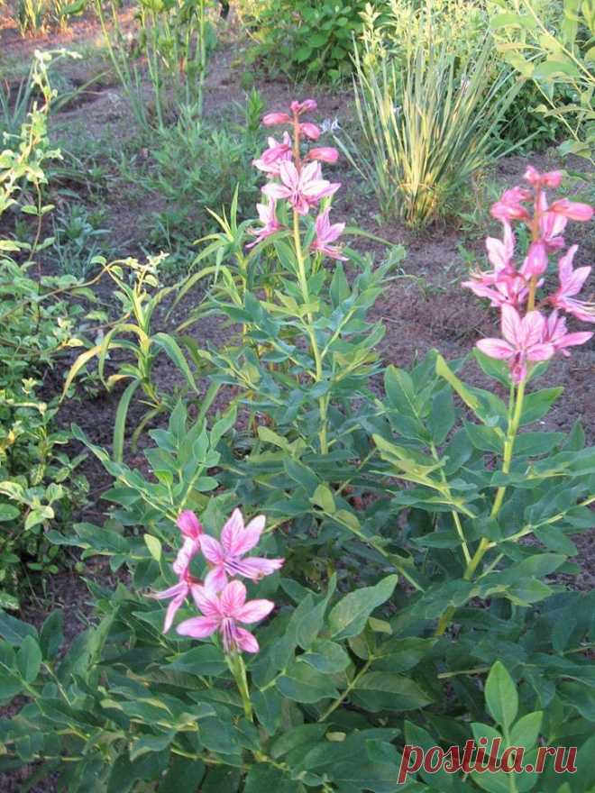 Неопалимая купина, или ясенец. довольно редкий цветок в наших краях.3 года я ждала , когда же он наконец- то зацветет. Цветочная кисть пока небольшая. выращен из семян, агротехника затруднена. Июль 2015 Харьков