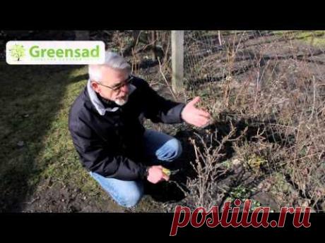 ▶ Как правильно обрезать ягодные кустарники весной - YouTube