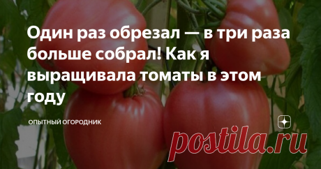 Один раз обрезал — в три раза больше собрал! Как я выращивала томаты в этом году Метод, который утроил мой урожай...