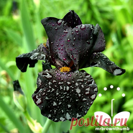 Black Iris  /  Источник:  mrbrownthumb.blogspot.com  
|   Pinterest • Всемирный каталог идей