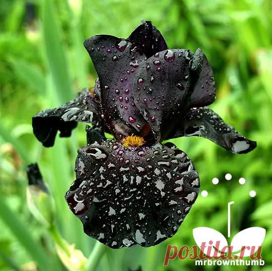 Black Iris  /  Источник:  mrbrownthumb.blogspot.com  
|   Pinterest • Всемирный каталог идей