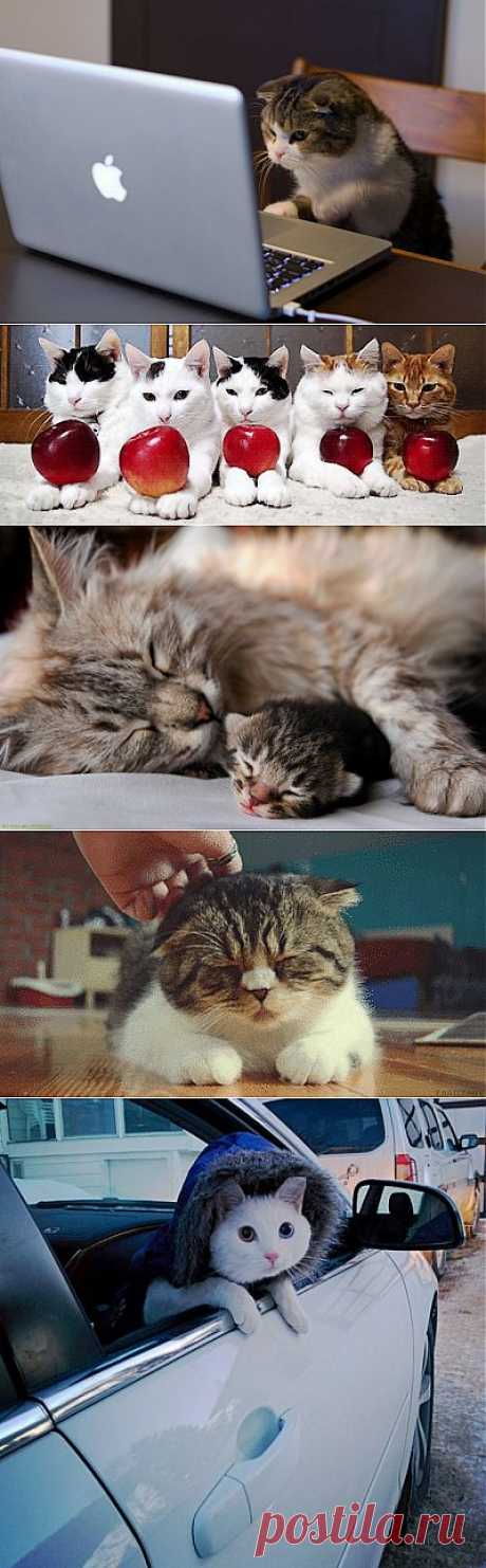 Удивительные факты о кошках.