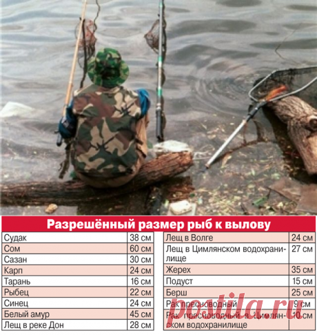 Нерестовый запрет. Как съездить на рыбалку и не нарушить закон | ОБЩЕСТВО: Событие | ОБЩЕСТВО | АиФ Волгоград