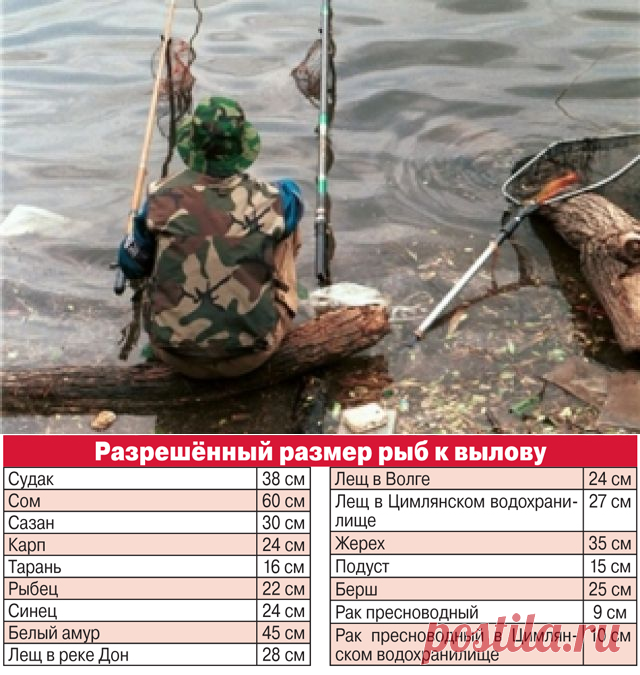 Нерестовый запрет. Как съездить на рыбалку и не нарушить закон | ОБЩЕСТВО: Событие | ОБЩЕСТВО | АиФ Волгоград