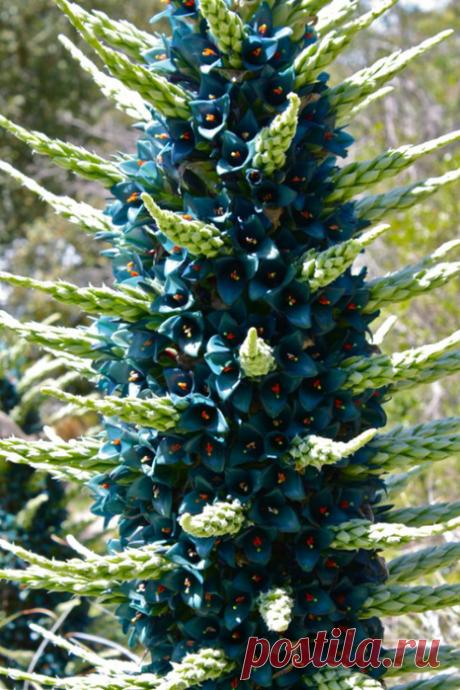 ПУЙЯ-редчайшее растение