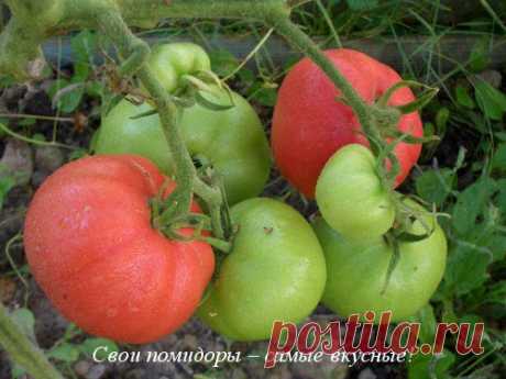 Томаты на участке: от высадки до сбора урожая