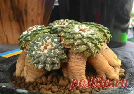 Ariocarpus, bro...