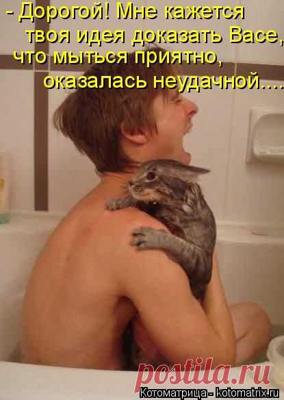 Котоматрица: Круть