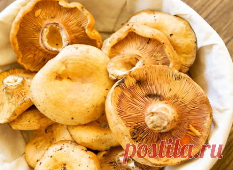 Как правильно заморозить грибы на зиму в морозилке