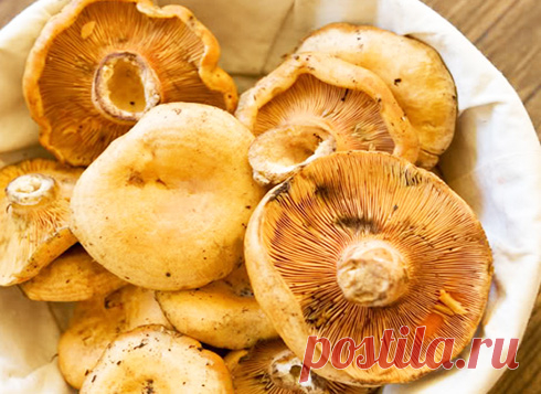 Как правильно заморозить грибы на зиму в морозилке