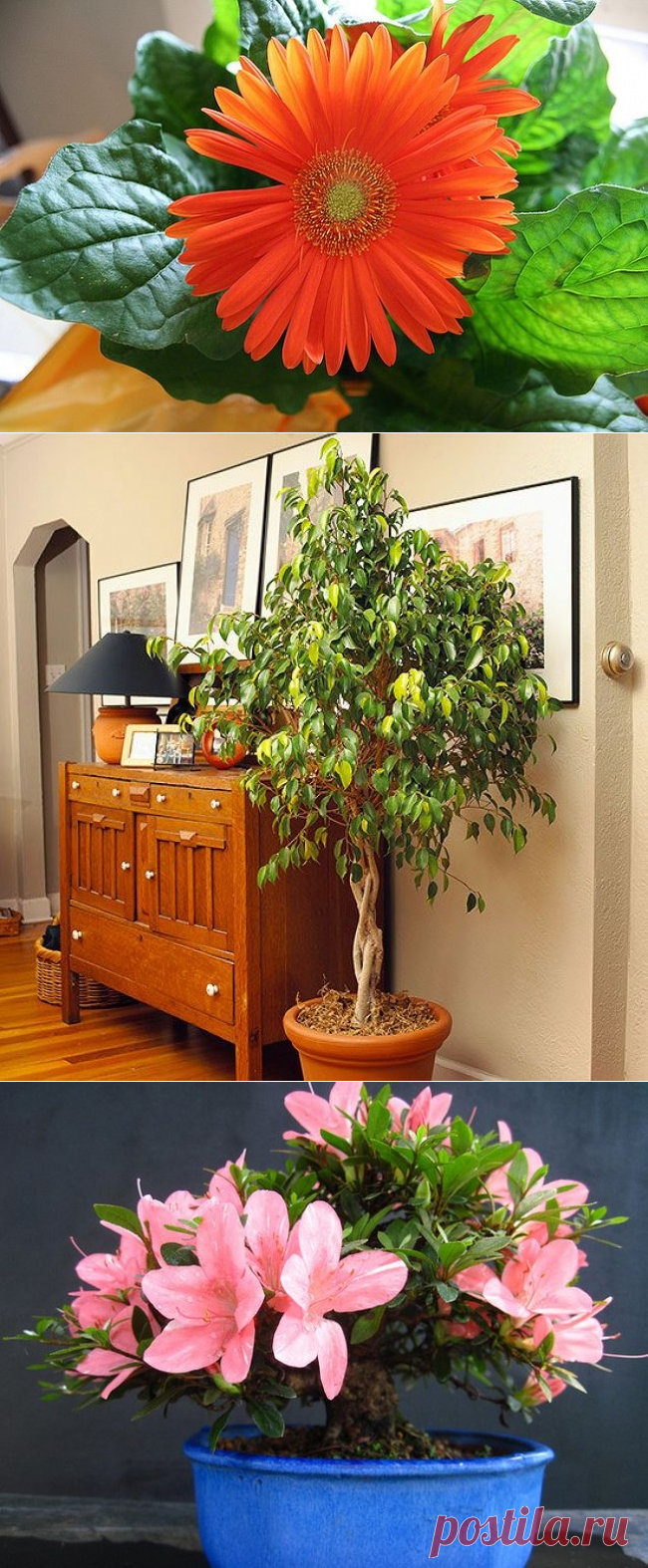 10 комнатных растений, с которыми дышится легче