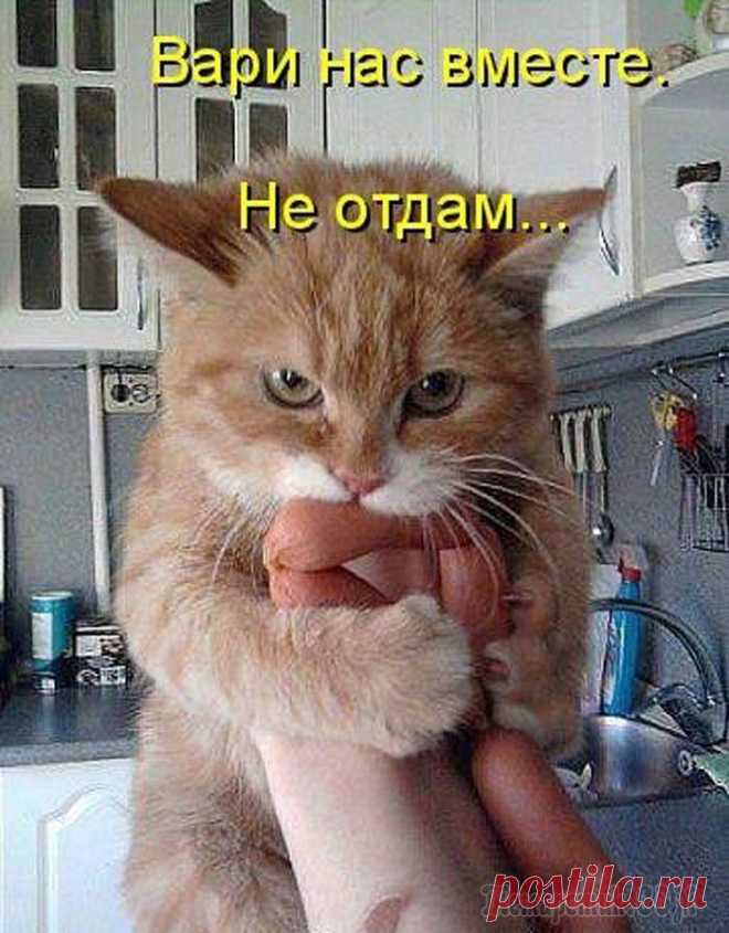 В вашем доме нет кота?! Кого ж вы любите тогда?