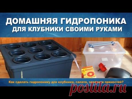 Выращивание методом гидропоники в домашних условиях | Дача - впрок