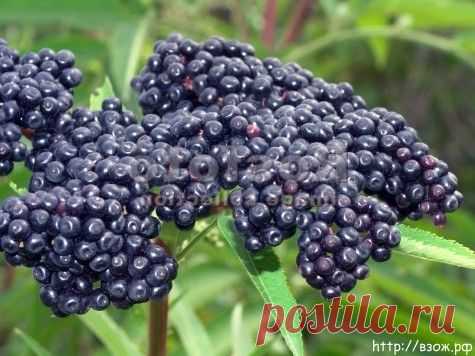 ВЕСЕННЯЯ ЦЕЛИТЕЛЬНИЦА БУЗИНА | Вестник ЗОЖ