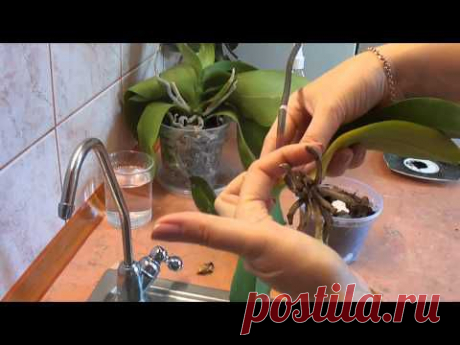 Реанимация орхидеи. Один из способов. orchid rehabilitation