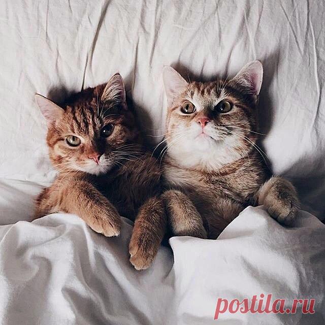 Мамины советы: здоровье, красота, рецепты блюд