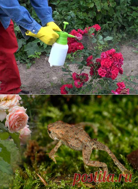 Тля на розах как бороться — применяем 10 лучших народных средств