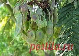 Как я боролась с аллергией | Друг пенсионера
С каждым днем прогресс все ускоряет свой ход. Человек отвоевывает все больше и больше пространства у при­роды и, как это ни парадоксально зву­чит, для людей остается все меньше места.