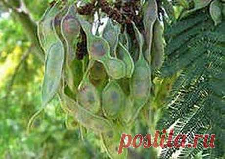 Как я боролась с аллергией | Друг пенсионера
С каждым днем прогресс все ускоряет свой ход. Человек отвоевывает все больше и больше пространства у при­роды и, как это ни парадоксально зву­чит, для людей остается все меньше места.