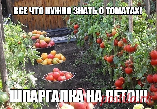 ВСЕ ЧТО НУЖНО ЗНАТЬ О ТОМАТАХ! 
!!!ШПАРГАЛКА НА ЛЕТО!!!
ДЕДОВСКИЙ РЕЦЕПТ ДЛЯ ТОМАТОВ
Этот полузабытый дедовский рецепт я выписала из старой газетной подшивки, но опробовать все не было времени. Решилась наконец в прошлом году.
Рецепт очень прост.
В трехлитровую банку заливаю .....
продолжение в Усадьбе