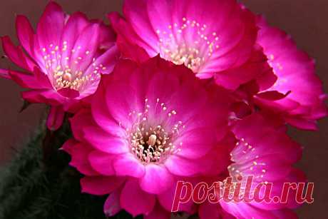 El asombro ,  a la sombra Esta variedad de echinopsis hoy denominada Lobivia winteriana, crece a unos 3000 metros de altura en los Andes peruanos y se ha extendido entre los cultivadores por sus llamativas y abundantes floraciones. Tengo otro ejemplar que no tiene este blanco central, sino un fucsia intenso  y  parejo…También es muy bonito cuando florece! Este es un ejemplar pequeño pero ya tiene 9 años en casa, fue igual que todos los ejemplares,  comprado en un invernade...