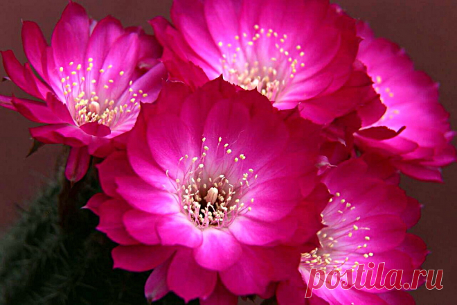 El asombro ,  a la sombra Esta variedad de echinopsis hoy denominada Lobivia winteriana, crece a unos 3000 metros de altura en los Andes peruanos y se ha extendido entre los cultivadores por sus llamativas y abundantes floraciones. Tengo otro ejemplar que no tiene este blanco central, sino un fucsia intenso  y  parejo…También es muy bonito cuando florece! Este es un ejemplar pequeño pero ya tiene 9 años en casa, fue igual que todos los ejemplares,  comprado en un invernade...