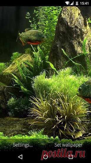 Живые обои для Андроид Fish aquarium 3D (рыбы, аквариум) -  обои для Android