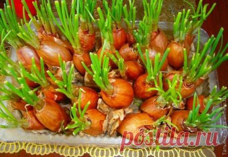 Повышение иммунитета народными средствами | ДОМАШНИЙ ОЧАГ