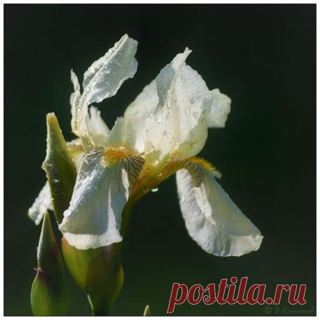 Умытый растрёпа...